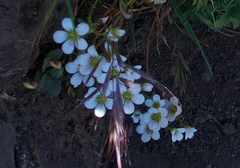 Saxifraga maderensis, photograph author not stated, no rights reserved