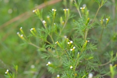 Tagetes filifolia
