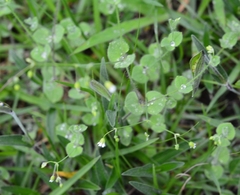 Drymaria villosa