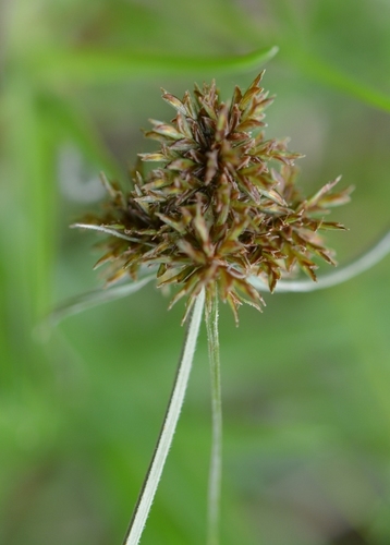 Cyperus aggregatus