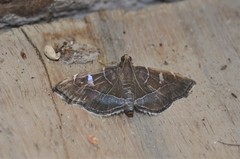 Lamprosema cayugalis