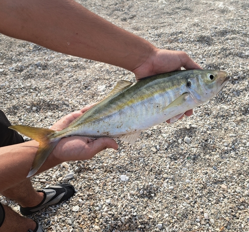 False scad (Caranx rhonchus) — Carangidae