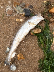 Merlangius merlangus