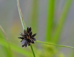 Cyperus niger