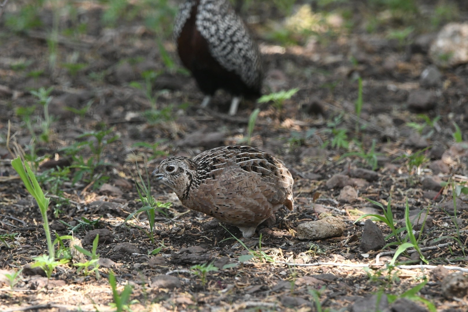 Montezuma Quail (Cyrtonyx montezumae), photo 8