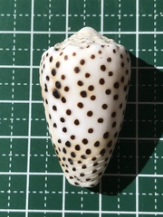 Conus pulicarius