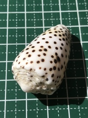 Conus pulicarius