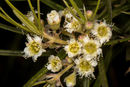 Lysicarpus angustifolius (Hook.fil.) Druce