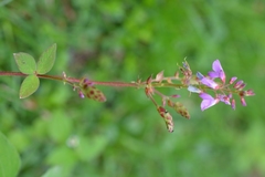 Desmodium pringlei
