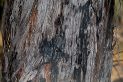 Lysicarpus angustifolius