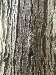 Cicada