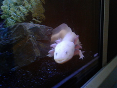 Ambystoma mexicanum