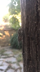Cicada