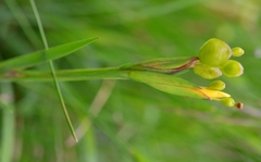 Sisyrinchium angustissimum