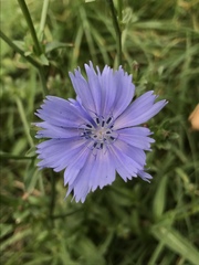 Cichorium intybus