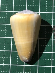 Conus flavidus