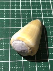 Conus flavidus