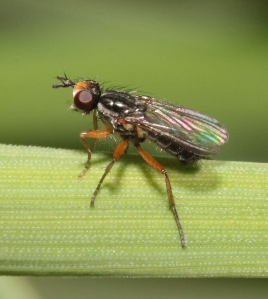 Spathephilus