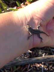 Sceloporus occidentalis longipes