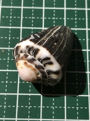 Conus chaldaeus