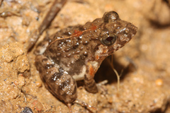 Minervarya mysorensis