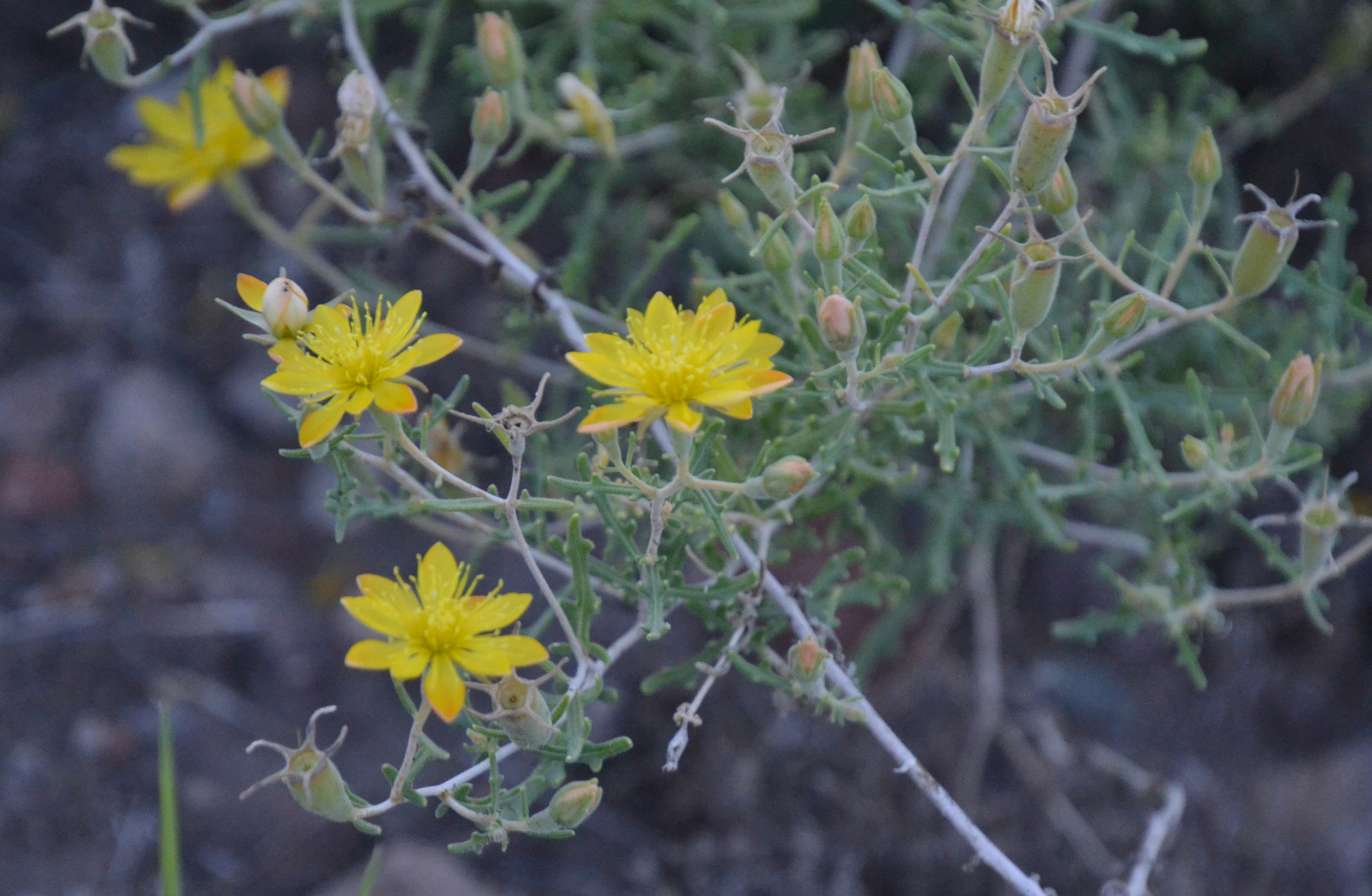 Mentzelia saxicola