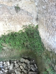 Adiantum capillus-veneris