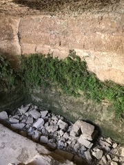 Adiantum capillus-veneris