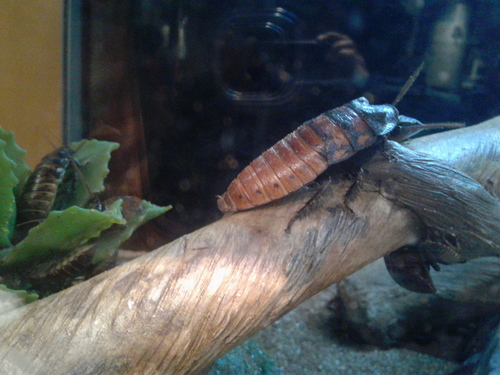 Madagascar Hissing Cockroach