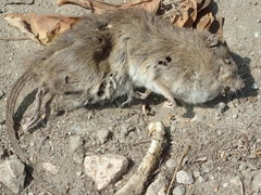 Rattus