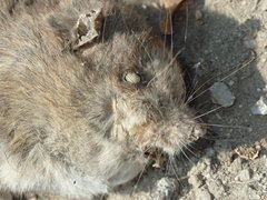 Rattus