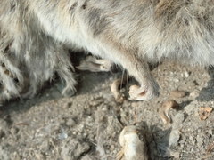 Rattus