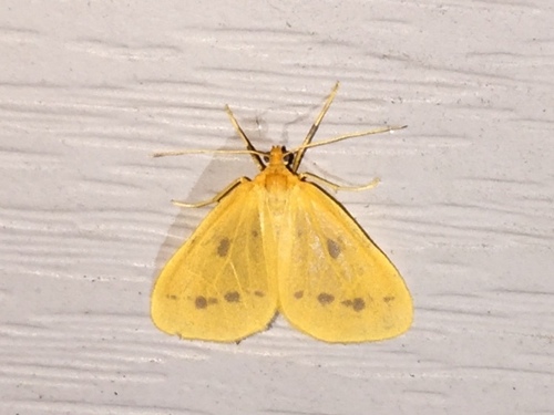 Little Beggar Moth photo 5