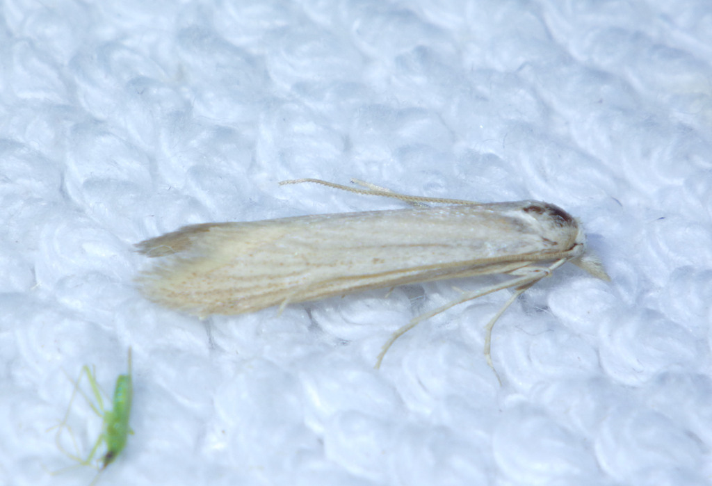 Pterolonche albescens