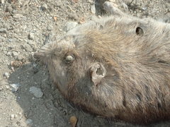 Rattus