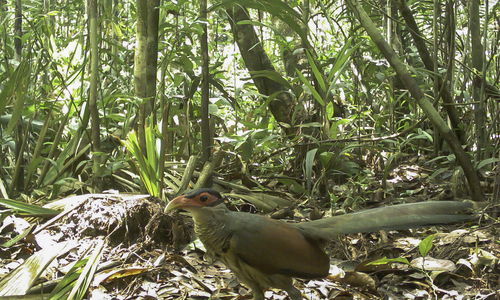 Red-billed Ground Cuckoo (Neomorphus pucheranii), photo 2