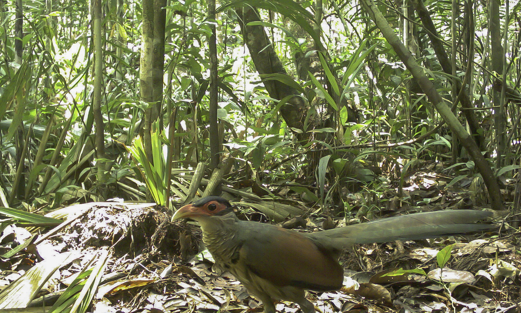 Red-billed Ground Cuckoo (Neomorphus pucheranii), photo 2