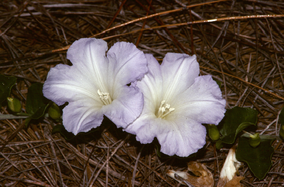 Bonamia grandiflora