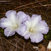 Bonamia grandiflora - Photo (c) scott.zona, algunos derechos reservados (CC BY-NC)
