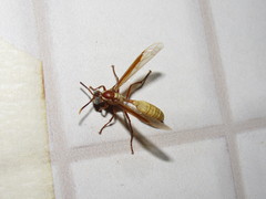 Apoica