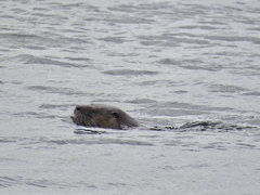 Lontra provocax