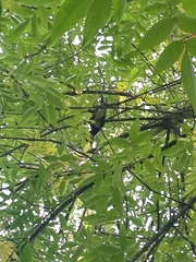 Sciurus vulgaris