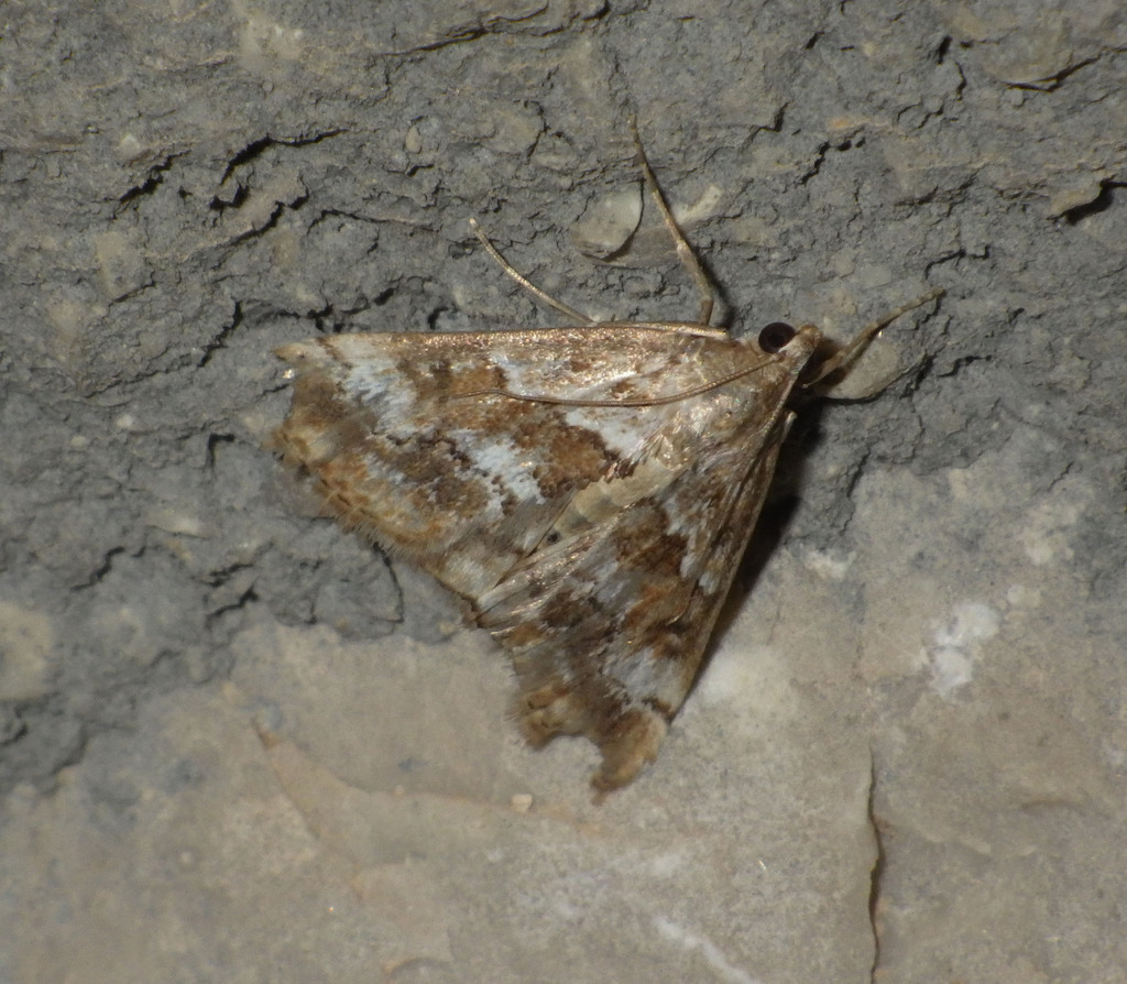 Evergestis segetalis