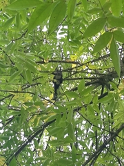 Sciurus vulgaris