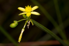 Tricoryne anceps
