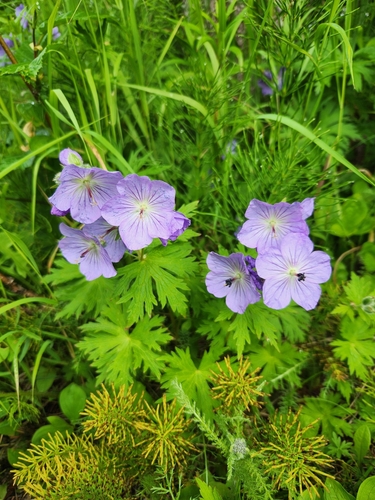 Geranium erianthum iNat (3)