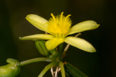 Tricoryne anceps
