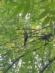 Sciurus vulgaris