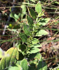 Lithospermum virginianum