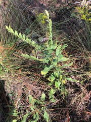 Lithospermum virginianum
